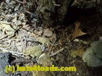 /home//u458753944/public_html/sourcegallery//Roxborough Toad Detour/2013-2019/2017/P4110702.JPG